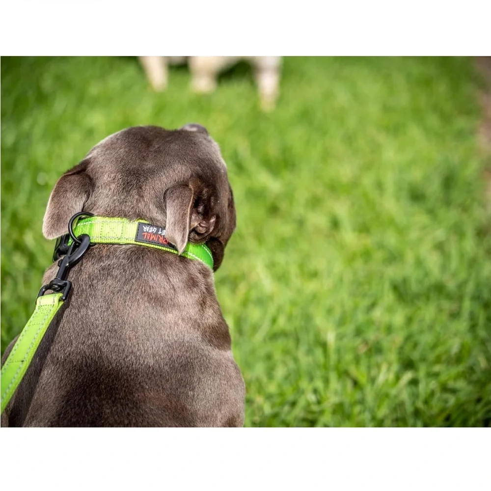 NWT Set of 3 Primal Pet Gear Collars Medium Green